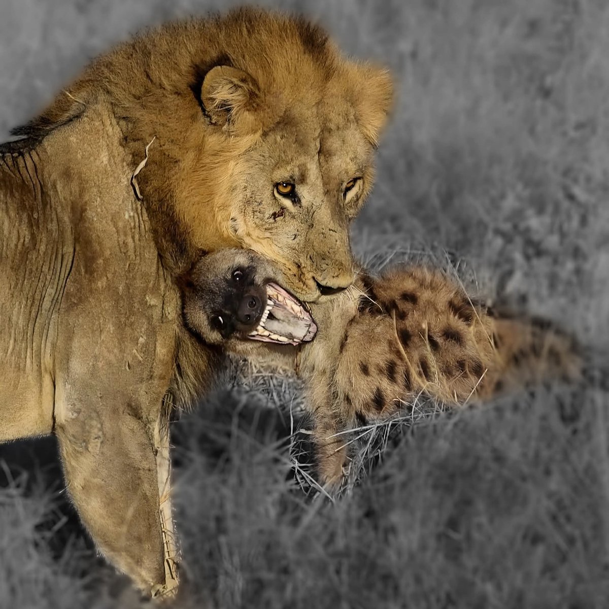 In the wild where silence writes the law of fate,
One fights to live, one hunts before too late.