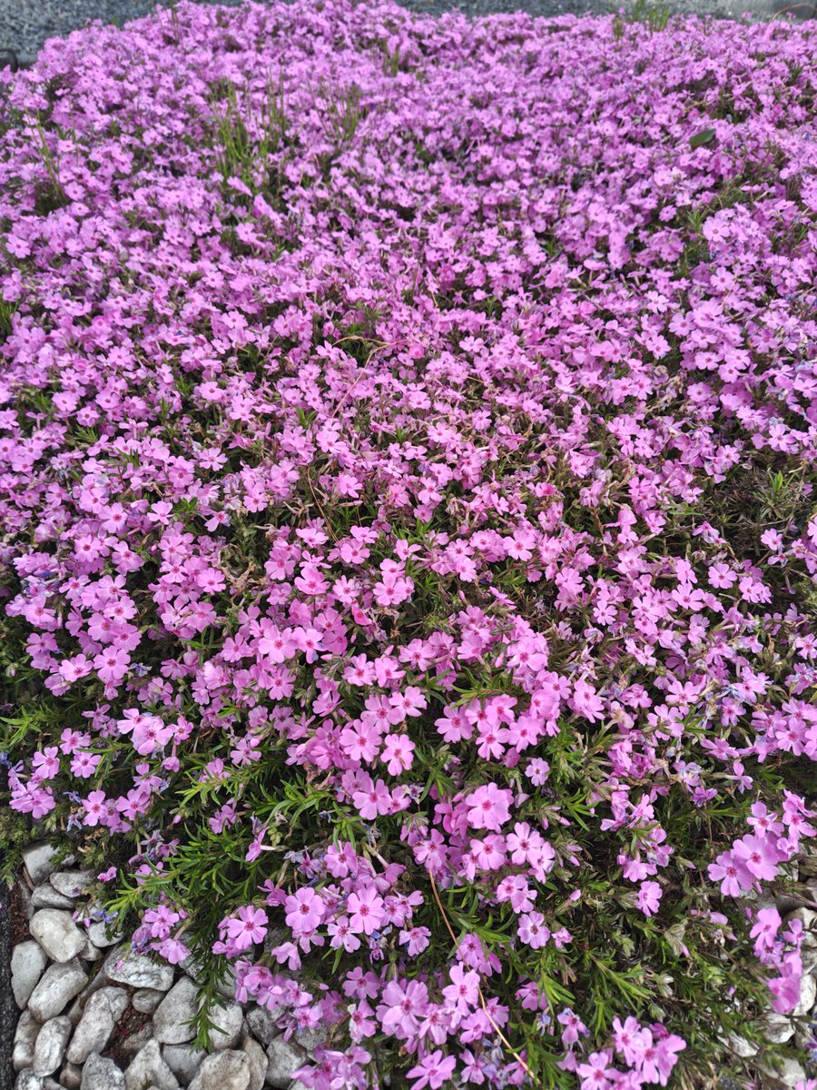 ちはるん tweet media