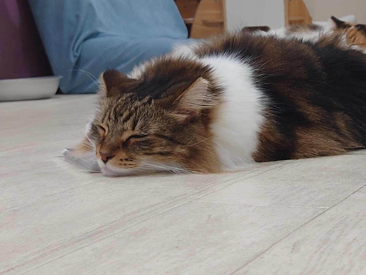 Hide110328's tweet image. ちょっと時間が開きましたが､猫カフェラグドールさんです!(^o^) 今日も､お猫様は､癒し〜(^_-)

#猫カフェラグドール
#RAGDOLL
#猫カフェ最高
#お猫様はいいぞ〜お猫様は
#週末は是非猫カフェへ
#猫カフェ良いとこ何度でもおいで