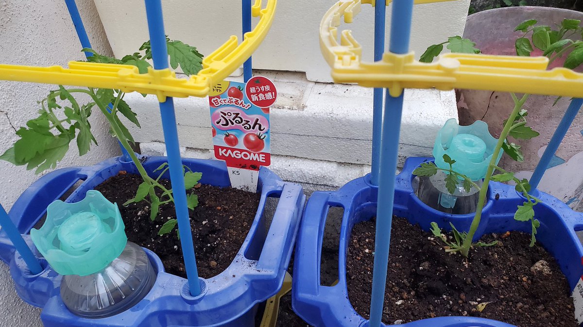 琉球パンダ tweet media