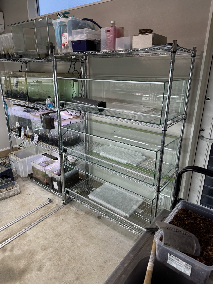 うめ@アクアリウム tweet media