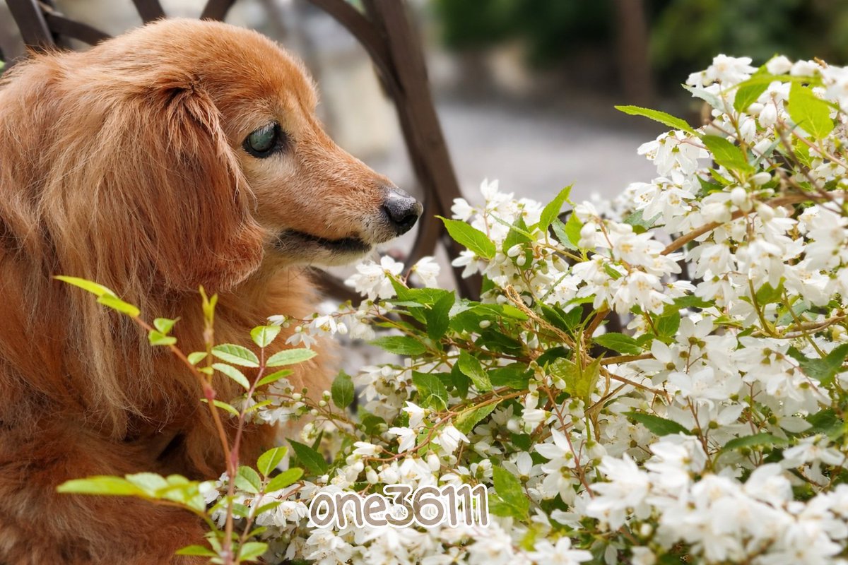 さぶろう・ザ・じぇんとるまん tweet media