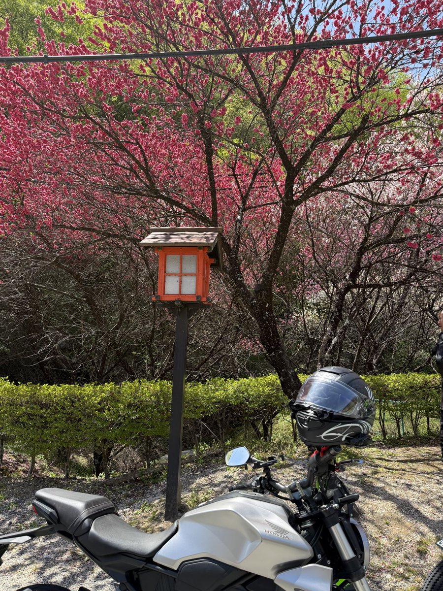MedelChance's tweet photo. 花桃ツーリング🏍️
お天気良くて最高でした🌸

久しぶりのツーリングに左手が限界です。
帰路を考えると疲れても安定して乗れる足つきのいいバイクに乗り換えようかと思うけど、年に1〜2回しか乗らないので、まぁいっか。。。 https://t.co/x4NIbOrW7E