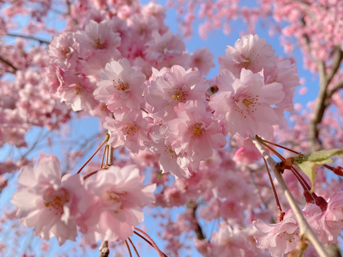 もちぱ tweet media