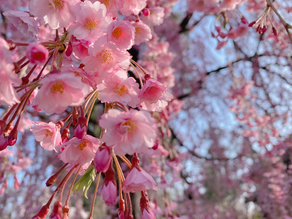 もちぱ tweet media