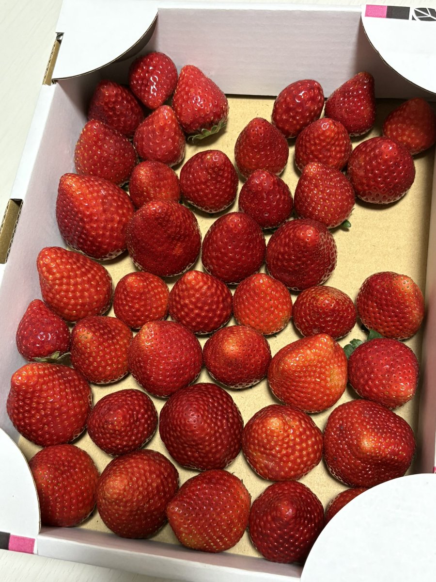 栃木県民だからいちご農家の友達から摘みたていちごをいただく