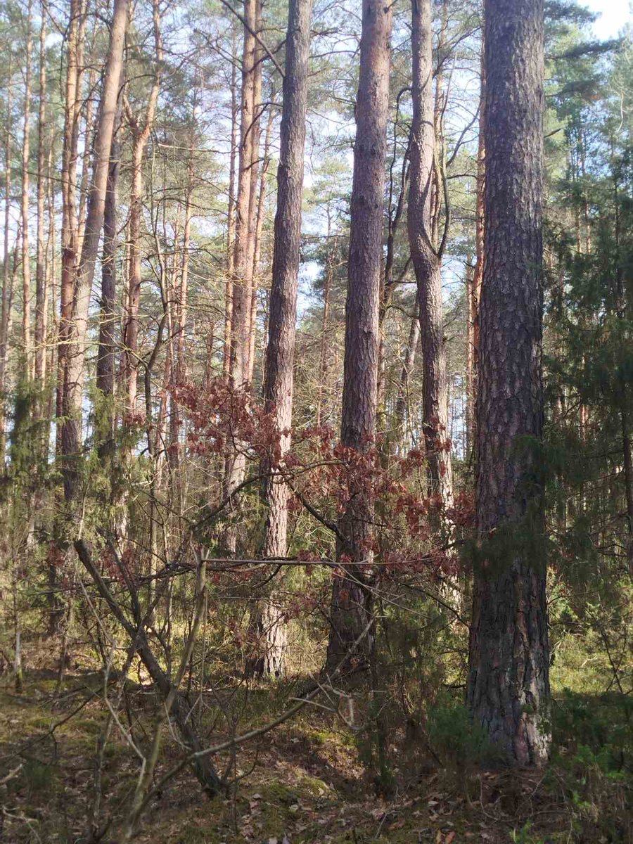 Кот Шурик из Беловежской пущи и его большая семья tweet media