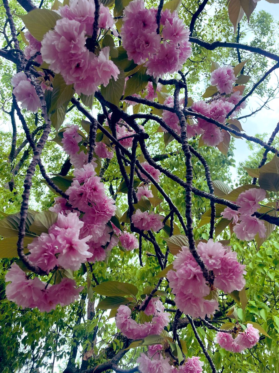 皆さんお久しぶり

この週末は福岡にいました
今日はきぬさんと遊びました
とっても楽しかったです

✌️