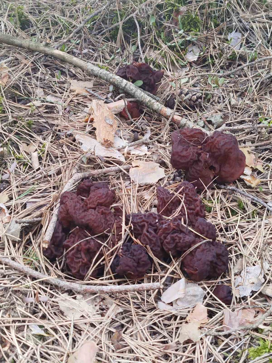 Кот Шурик из Беловежской пущи и его большая семья tweet media