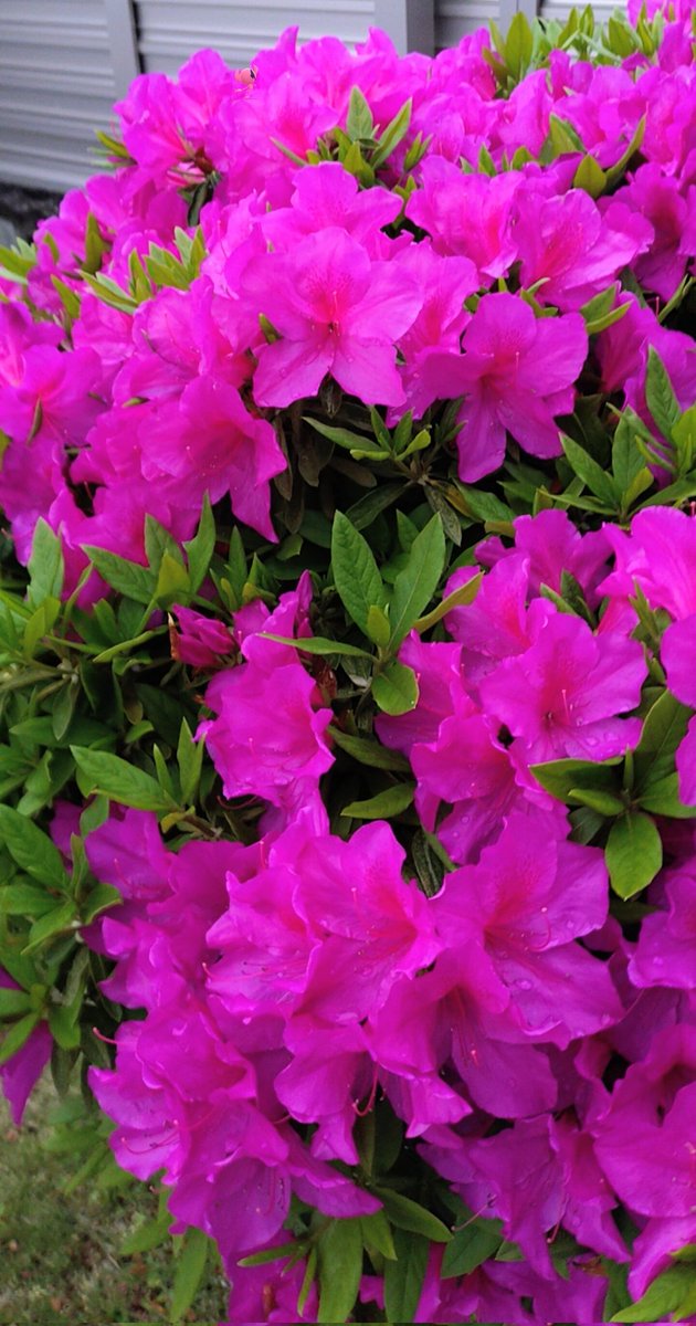 La Vie en rose tweet media