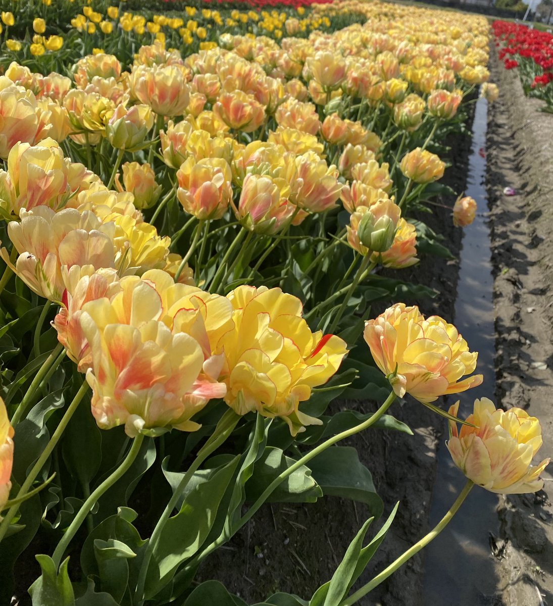 七宝🌿🕊🐇 tweet media