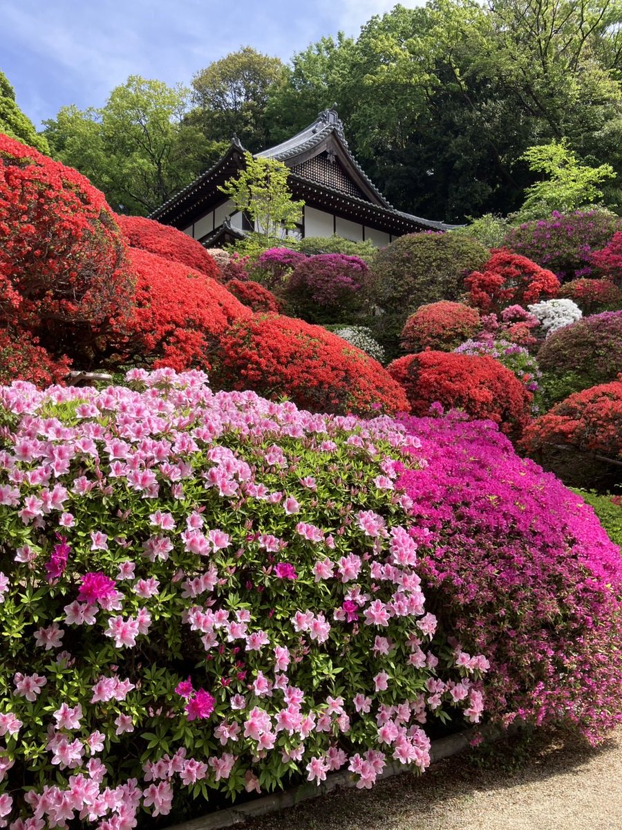 kanagawa_kankou's tweet photo. 川崎市宮前区・等覚院で2,000株のつつじが満開🌺4/21・23・25・26は花説法も開催。5/2まで神木堂12年に一度の御開帳も。春のおでかけに！ #神奈川観光 #等覚院 https://t.co/8jb9Afig8q https://t.co/farw4NhdEF