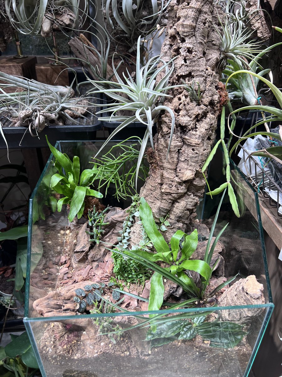 natty plant tweet media