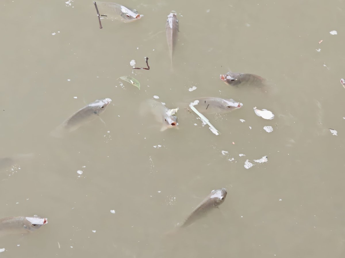 Sukani123's tweet image. In #Vietnam gibt es verschiedene Fischarten, die Luft schlucken oder an der Oberfläche nach Luft schnappen, oft als Anpassung an sauerstoffarme Gewässer im Mekong-Delta oder in stehenden Gewässern.
(Habe schon wieder vergessen, Kommunismus zu kritisieren)😇