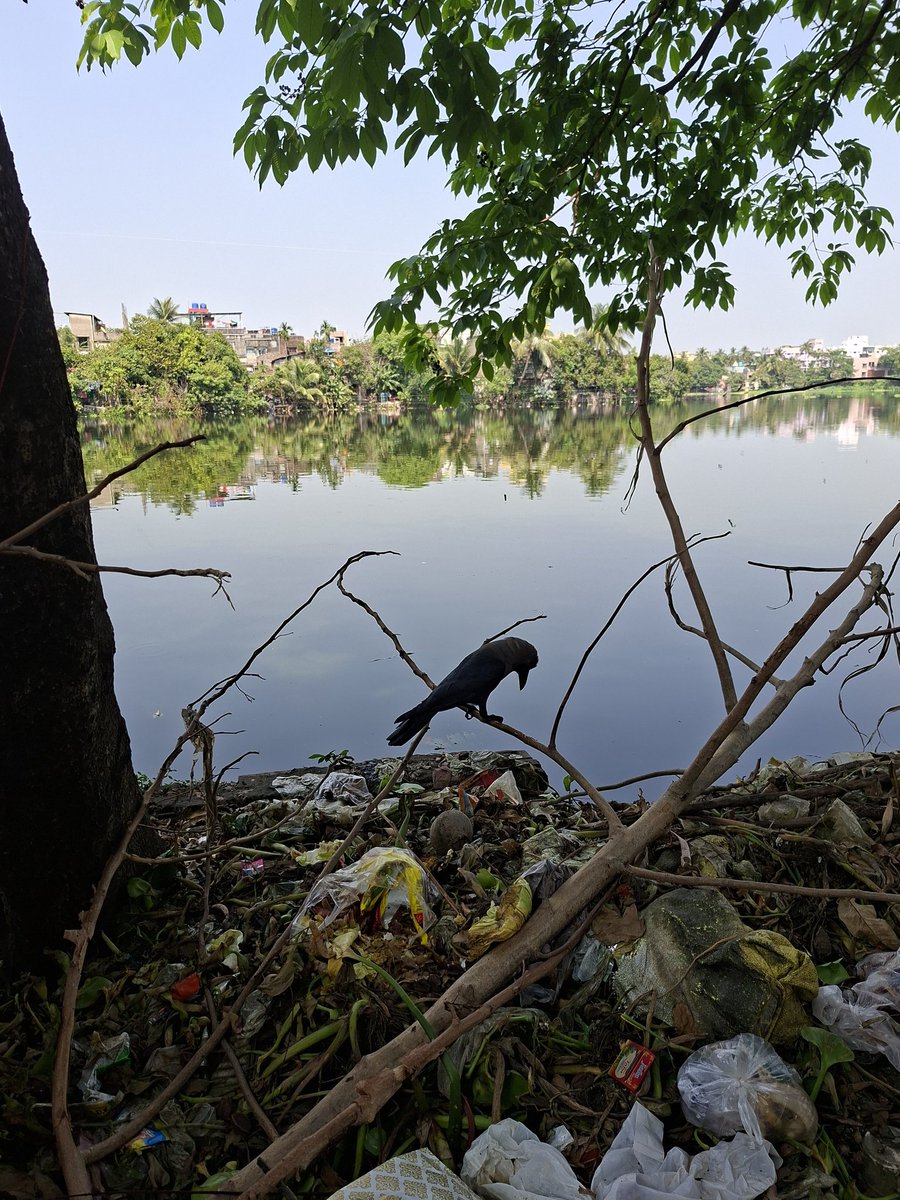 bhramar_ray's tweet image. #SundaySiesta 
#Crow   #Birds  #Summer
#NaturePhotography
