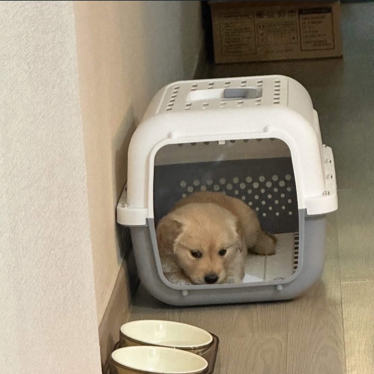 จะไปไหนก้ไปเลย ไม่ต้องมาสนใจชั้น ชั้นมันก้แค่ม๋าเฝ้าบ้านอยุ่แร้วนิ ไม่ต้องมาจุ้บ ไม่ต้องมาโอ๋ อย่างมากก้แค่เหง๋า ก้แค่อยุ่ตุวเดว