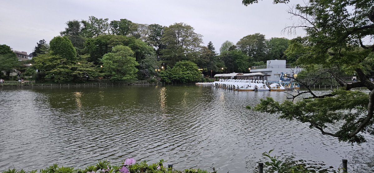 桜は見れなかったけど 
新緑が気持ち良かったので善き🎶

#井の頭公園