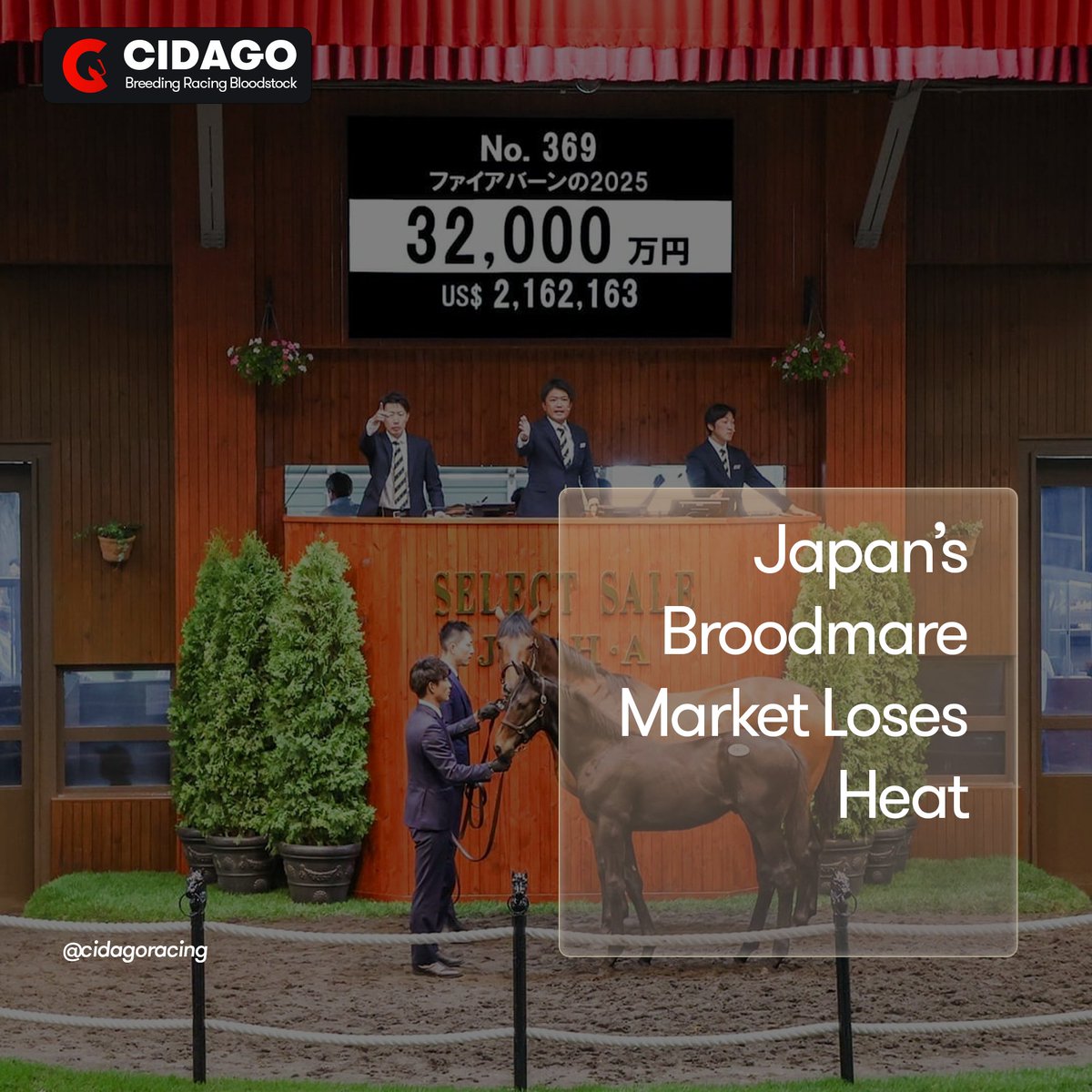 cidagoracing's tweet image. Japan’s #Broodmare Market Loses Heat
While #stallion launches and #foal stories remain vibrant, the broodmare trade looks softer. Winter sale turnover fell year over year, and average prices slipped as well. The front window is lively, but the mare market is more cautious.