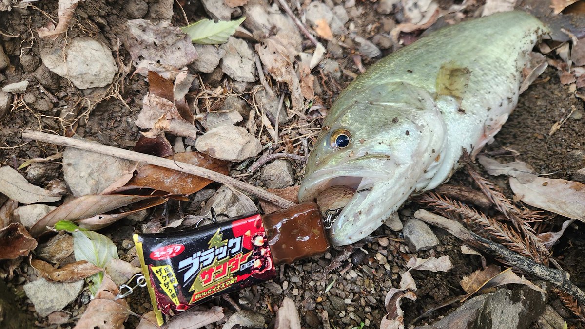 とんび tweet media