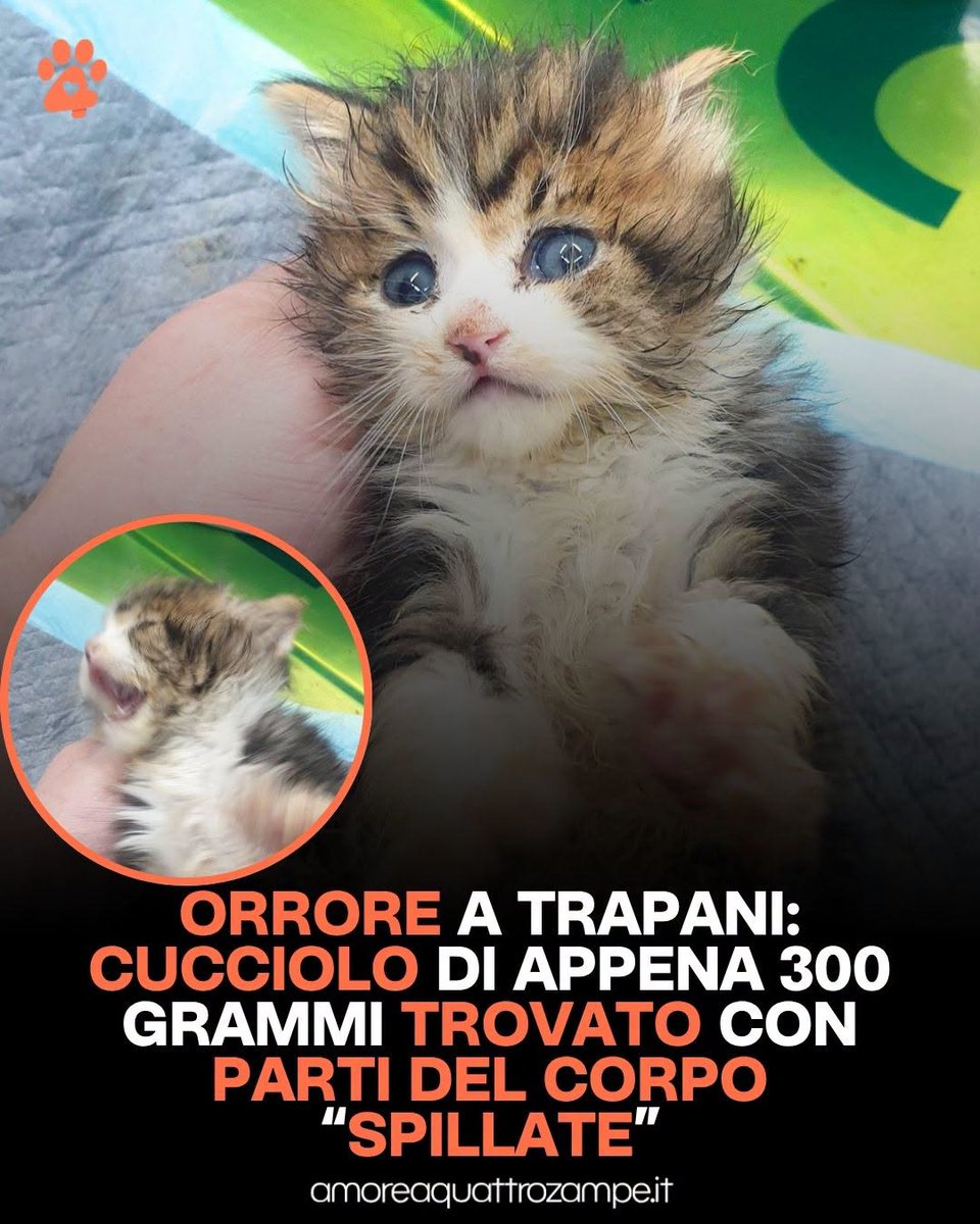 AmoreAQuattro Zampe tweet media