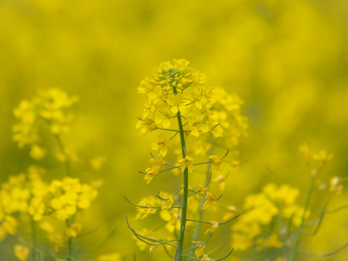 ネモフィラ咲き始めました！ 今年は菜の花もすごいです！ 撮影場所