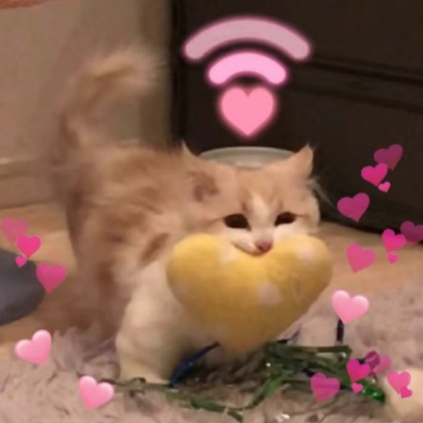 𝕰𝖉𝖎𝖙𝖍｜兰鸩 tweet media