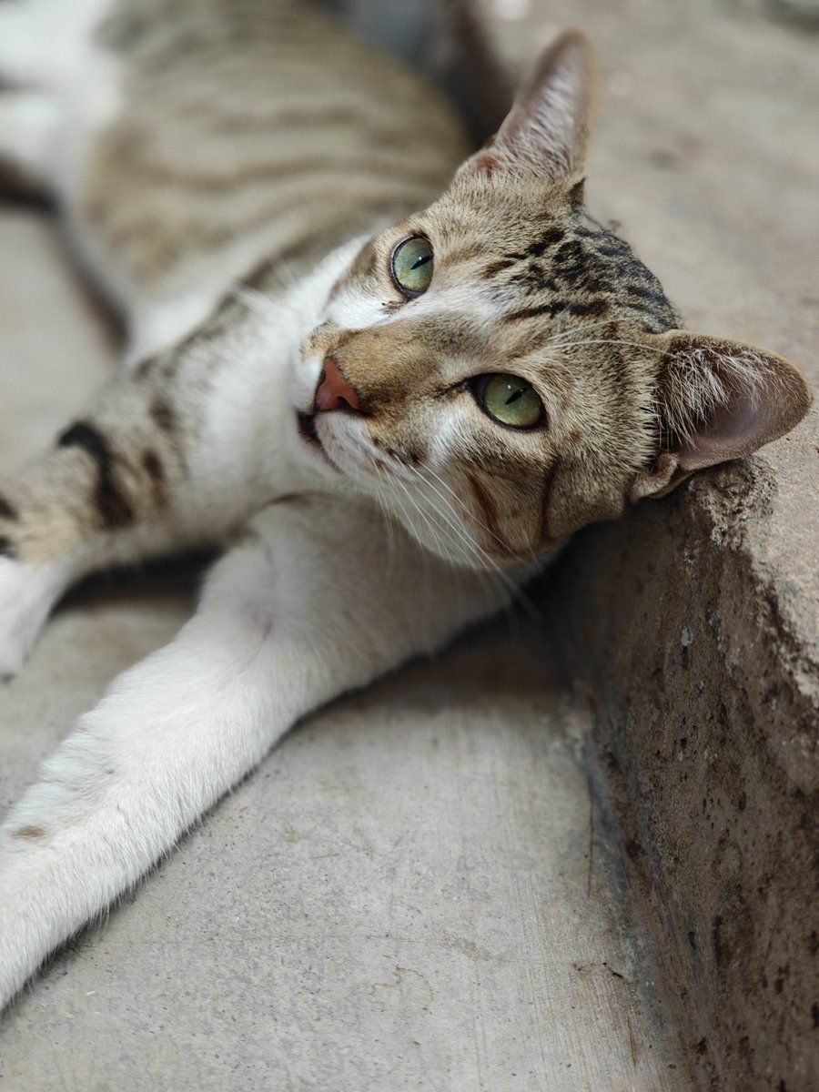 catshealworldd's tweet photo. Cat experts, I need your help! πβ Out of the 3 feral kitties I care for, 2 are terrified of food bowls.
They'll only eat if the food is straight on the ground. Why do they hate bowls so much?! Have you guys experienced this? π€·ββοΈπΉ #CatCommunity #StrayCats #CatAdvice https://t.co/mcBMUYwgxi