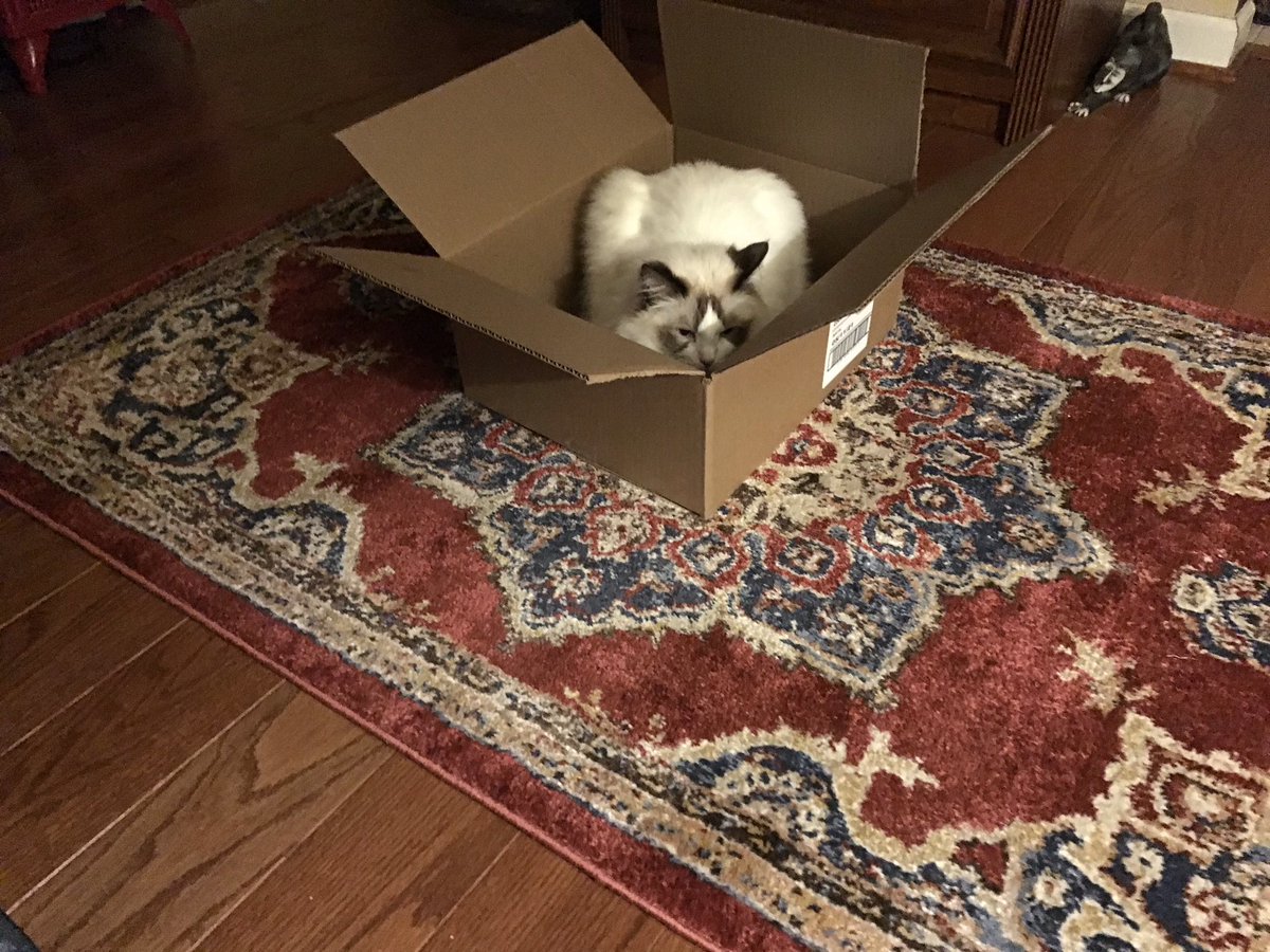 DaisyCatNine's tweet image. Jump in, and let’s read together! #catboxsunday #amreading #amwriting 

amazon.com/My-Life-Helen-…