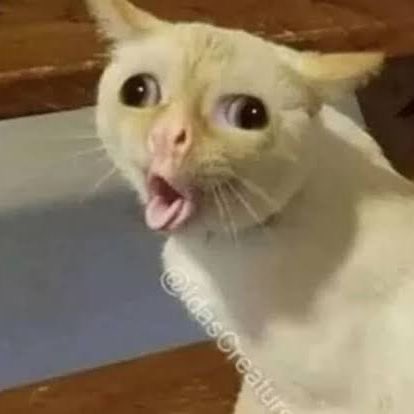 ꙳✿ ᩚ tweet media