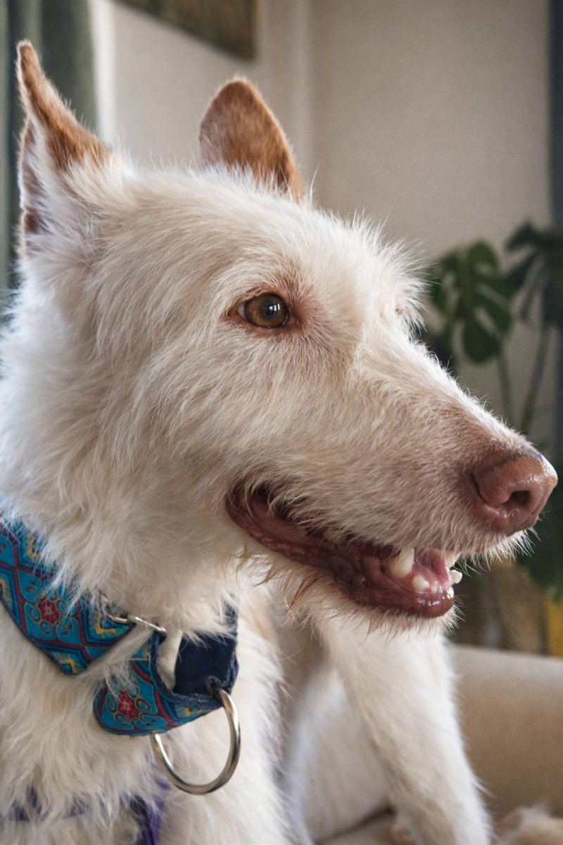 SosAbuelos1's tweet image. #VALENCIA
Esta belleza de 20 kg y 10 años es #TRONC, un podenquillo fantástico!! Es cariñoso con la gente que conoce y no es miedoso con desconocidos.

Pasea sin genial con la correa. No da nunca ningún problema y es bastante tranquilito. 

Es apto con otros perretes, pero en el