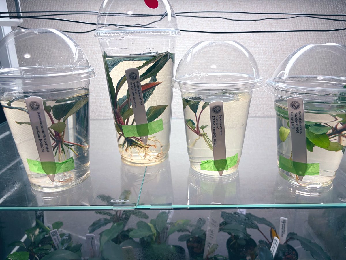 おおたに tweet media