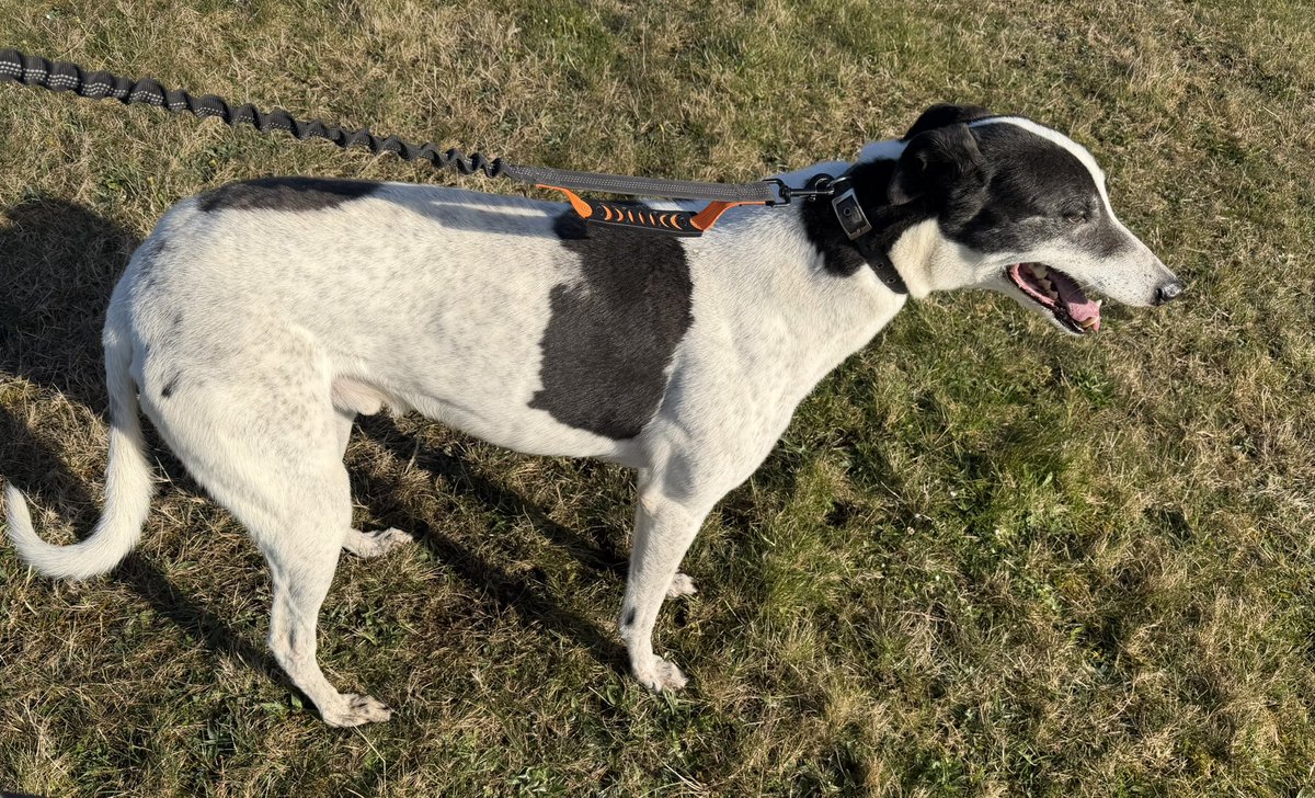 Jubilee Kennels tweet media