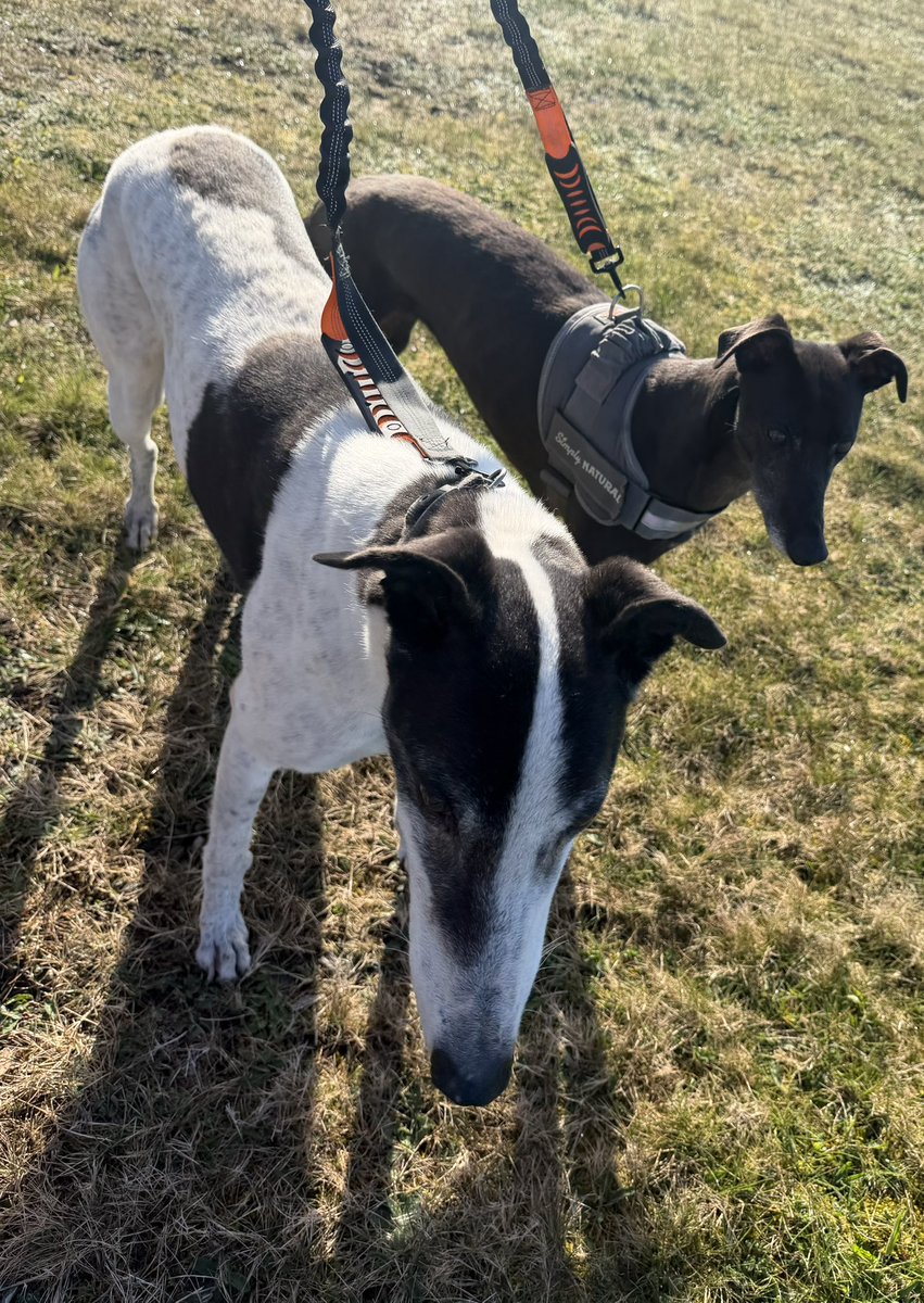 Jubilee Kennels tweet media