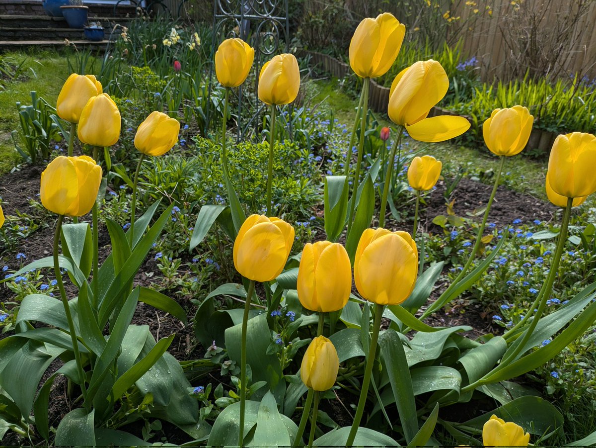 JulieFrost777's tweet image. Thank you! Happy Sunday! The sun is shining ! Its gardening day for me xx  🤗😊