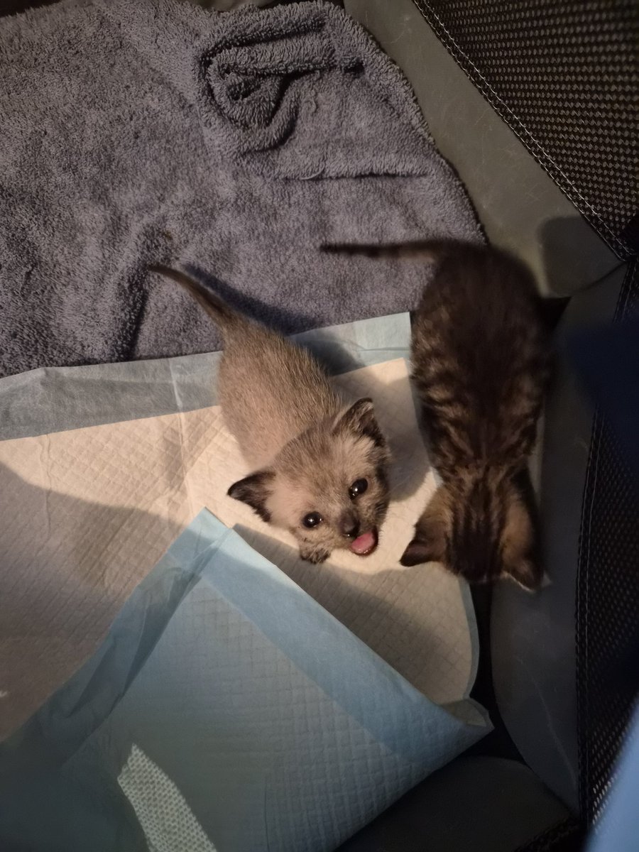 🕯️ Grimmi 🕯️Streamer and Vtuber and Spooky tweet media