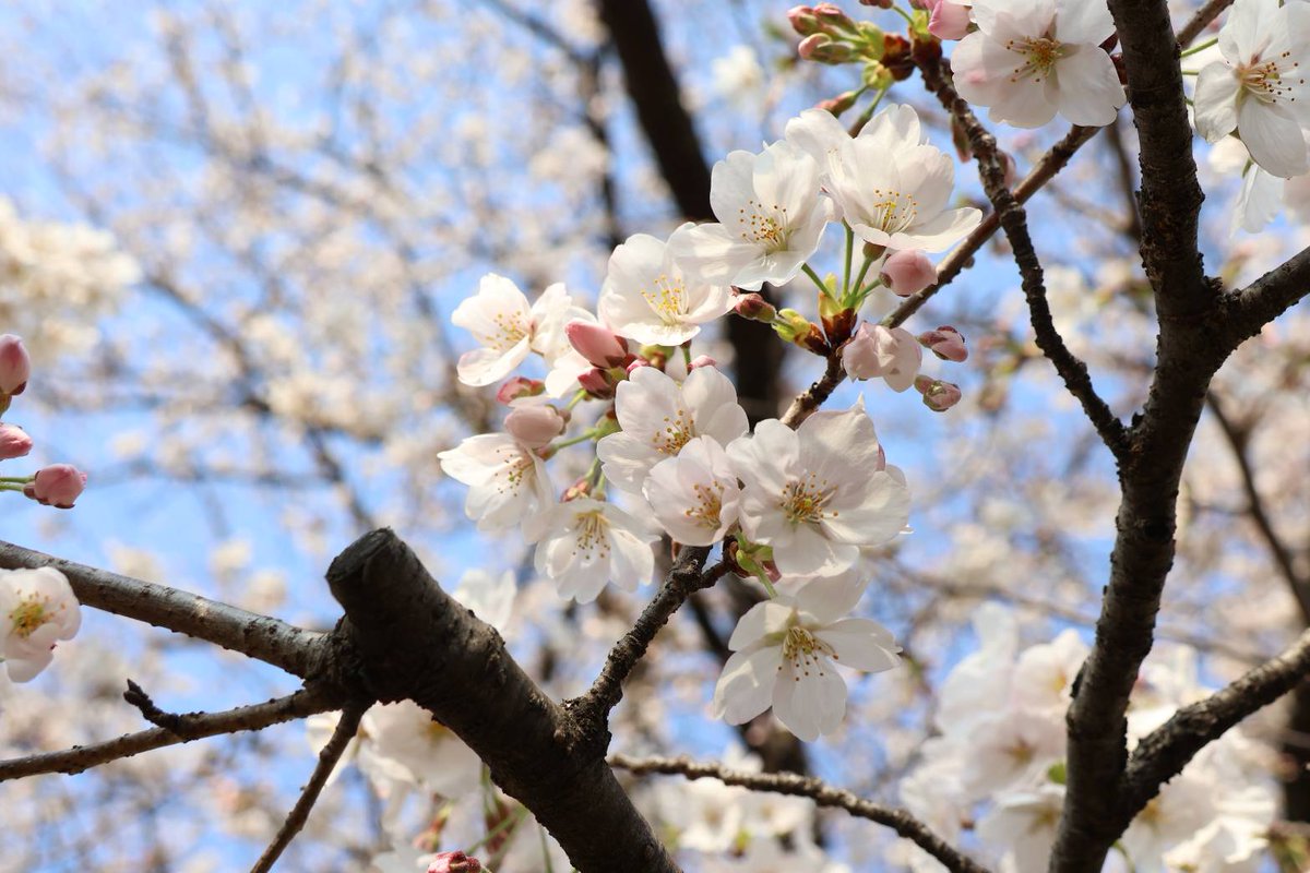 とっても今更なのですが、桜キレイだったね！の写真です🙌(レタッチはしてないです)(めんどくさがっちゃったごめんなさい)