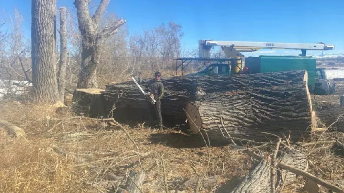 307treeservices's tweet image. What Is Tree Cabling and When Do You Need It?

Tree cabling supports weak branches and helps prevent breakage during storms. It protects your property while keeping the tree stable. Call 307 Tree Service and Landscaping for safe tree support and care.

#TreeCare #HomeSafety