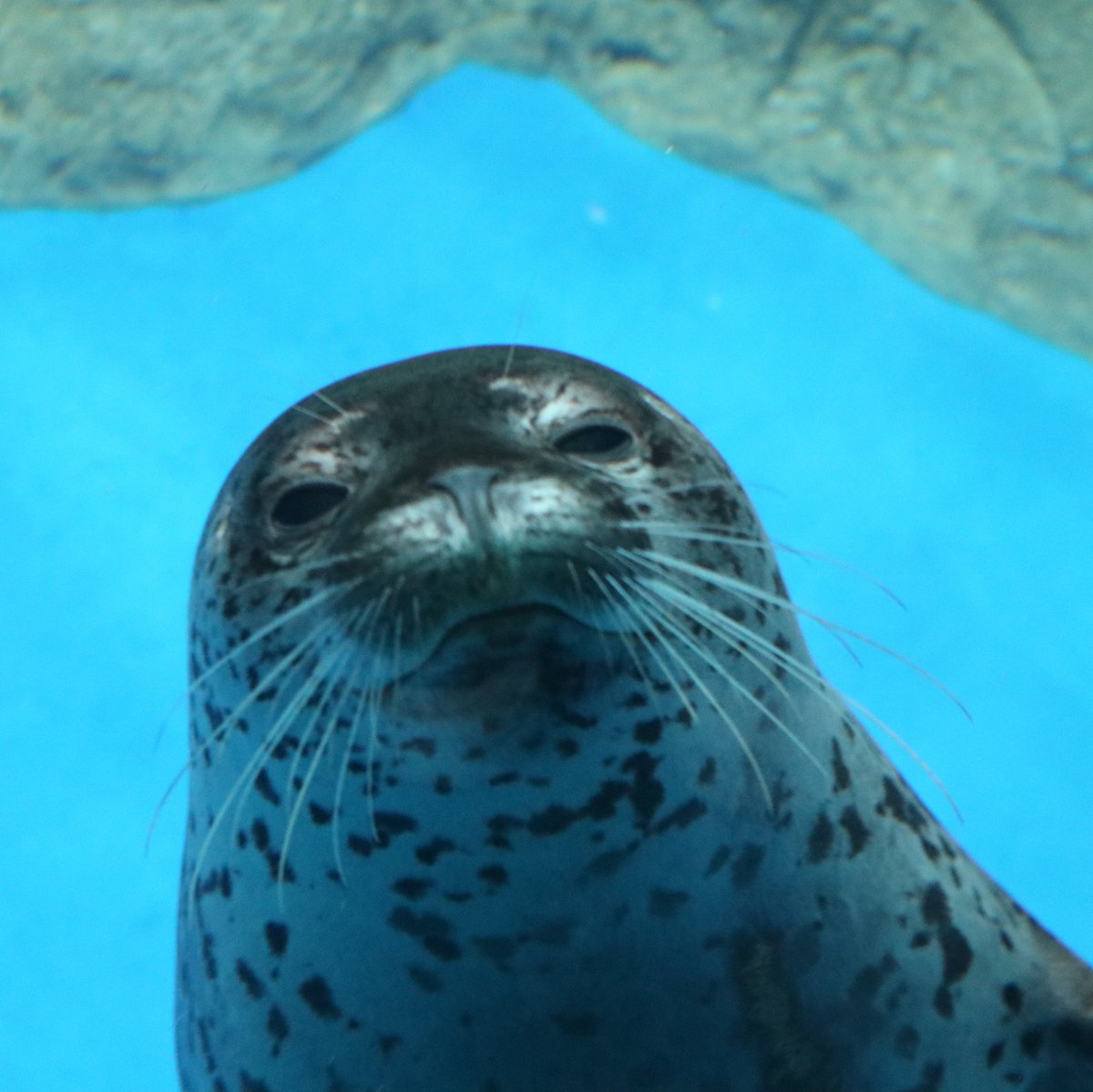 ぴーちゃん tweet media