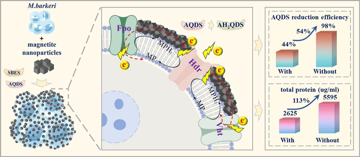 protasov_evgeni's tweet image. Facilitating extracellular respiration of Methanosarcina barkeri with magnetite nanoparticle: Formation of conductive magnetite nanoparticle-membrane complex
#microbiology #methanogens #archaea
doi.org/10.1016/j.bior…
