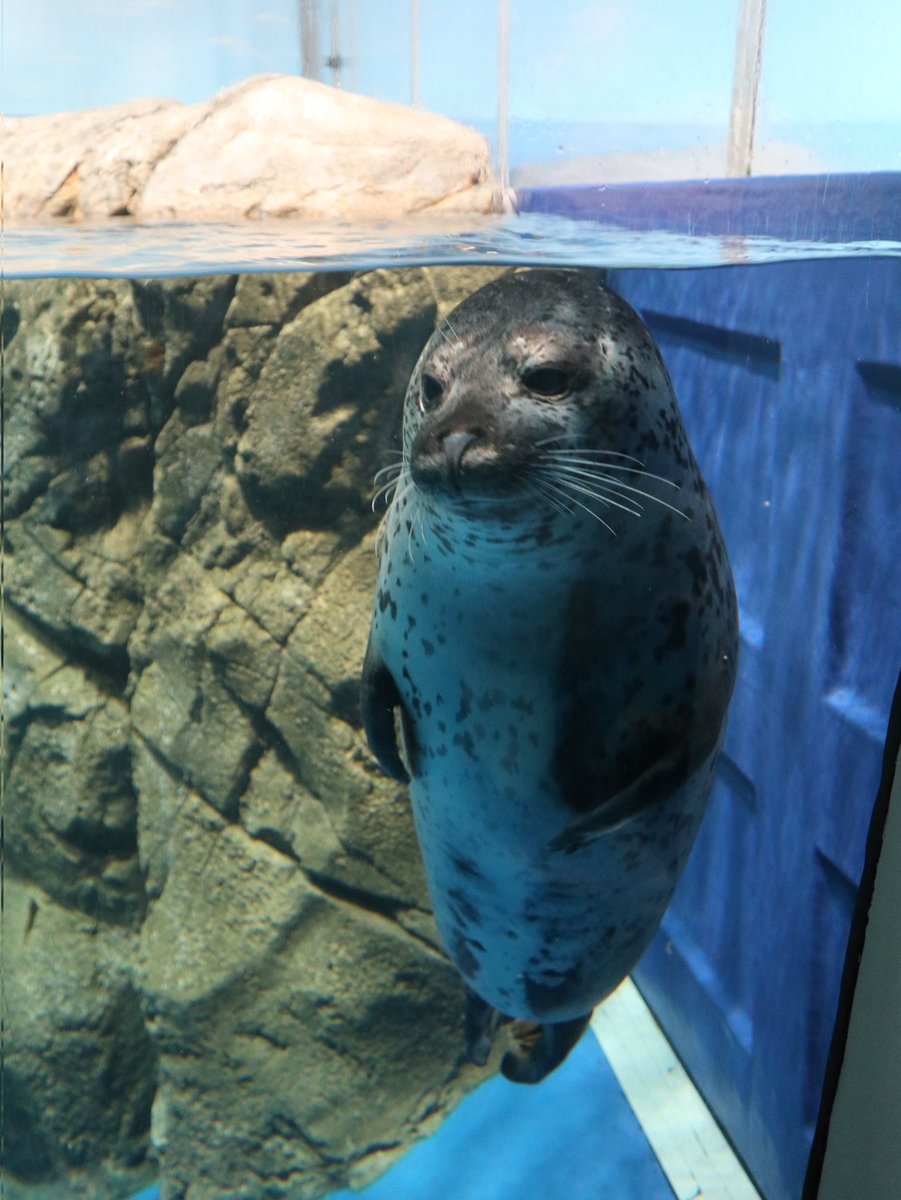 ぴーちゃん tweet media