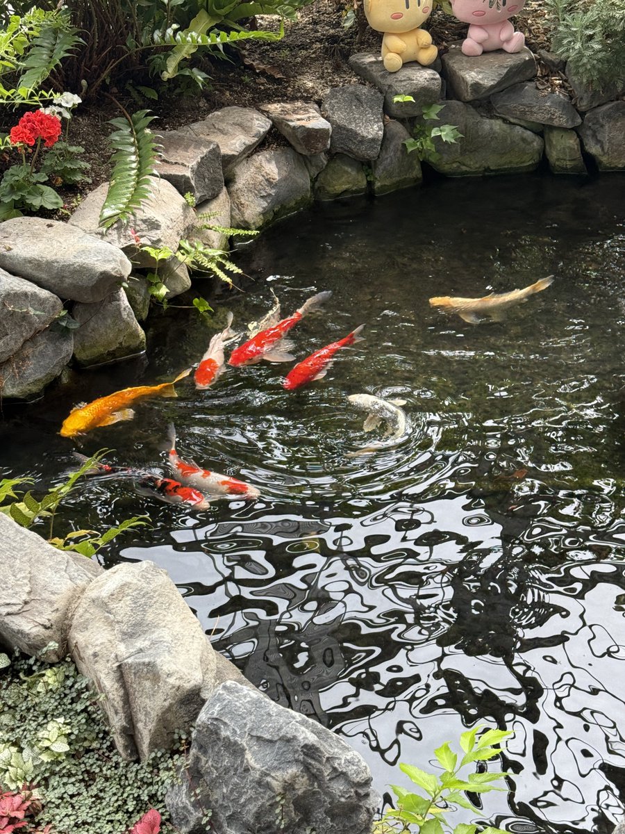 𝚊𝚔𝚒 tweet media