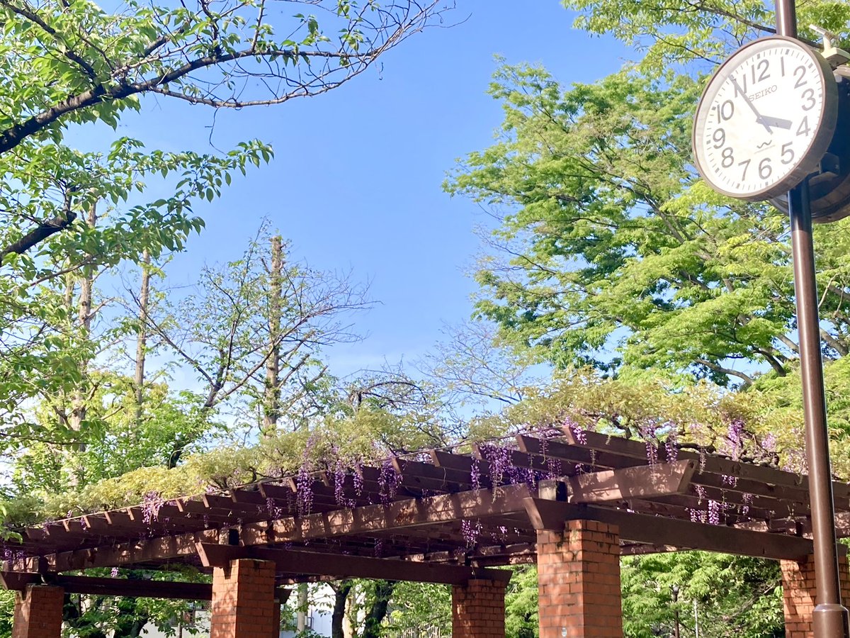 なんかおさんぽしたね
藤の花は来週か、再来週の方が見頃かもしれない