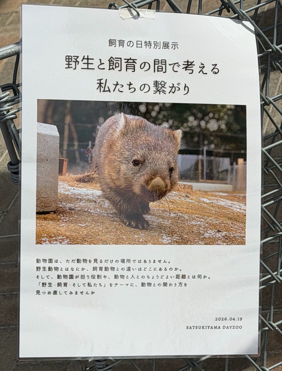 wombat_yu tweet media