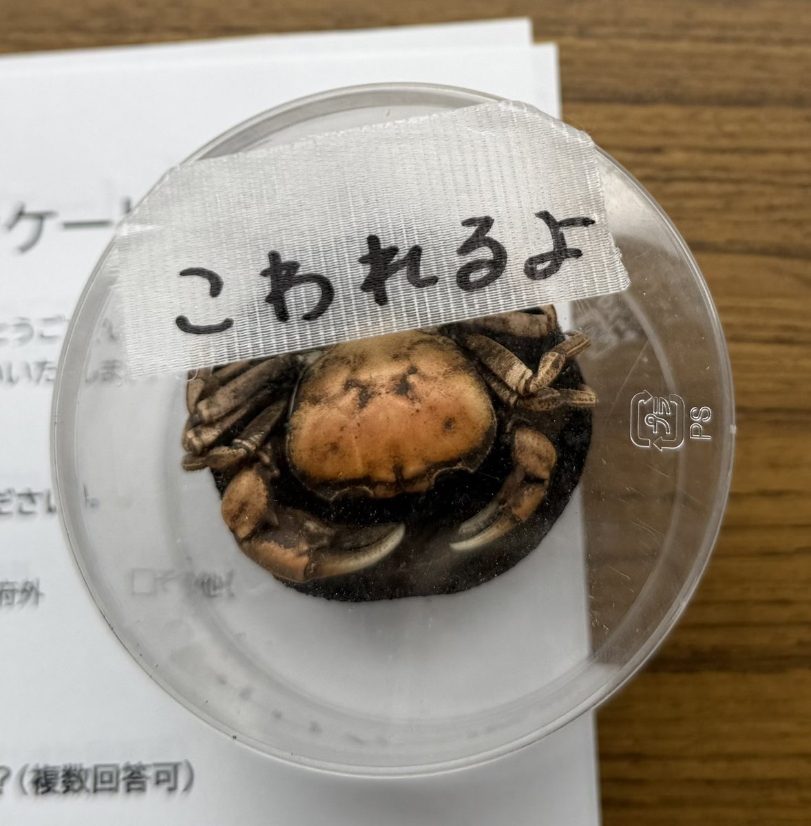 wombat_yu tweet media