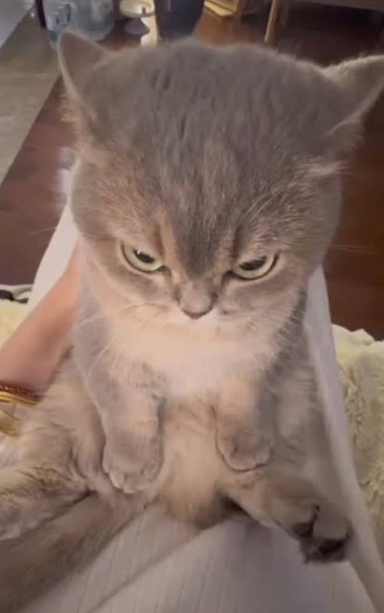 しゅり-Revelio tweet media