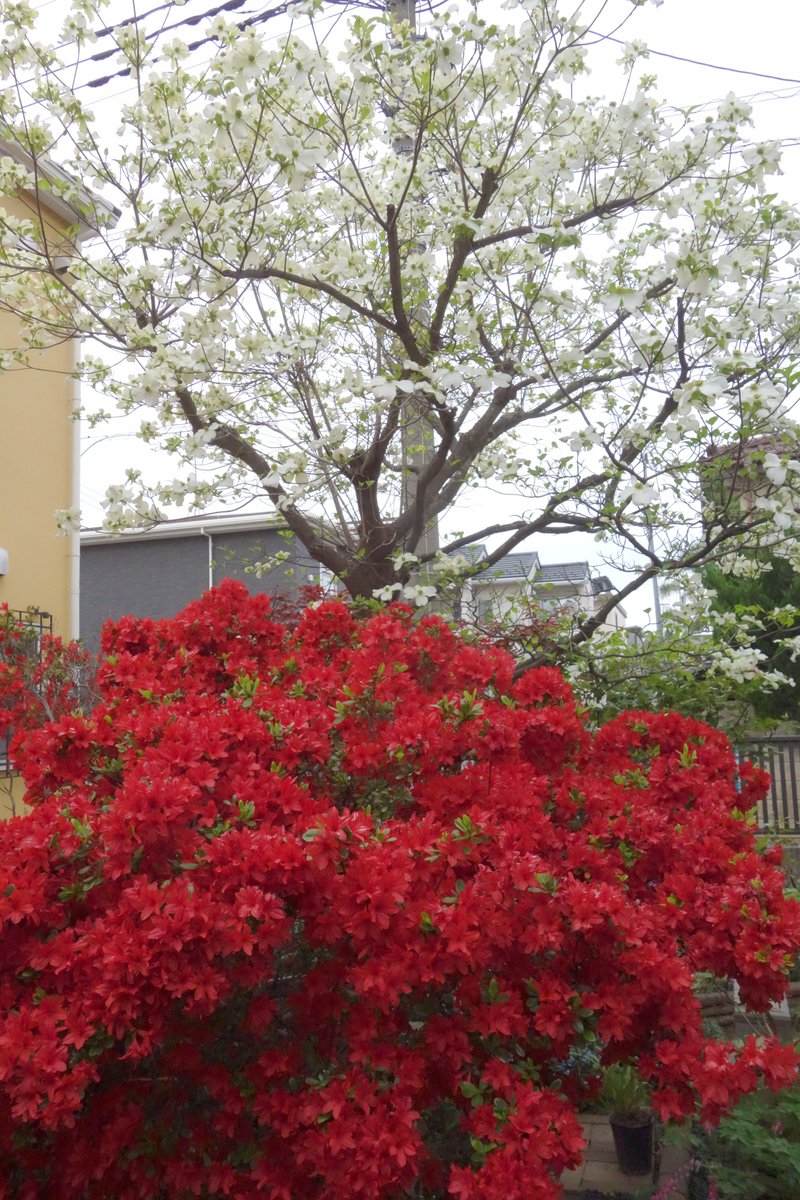 ねぎぬき tweet media