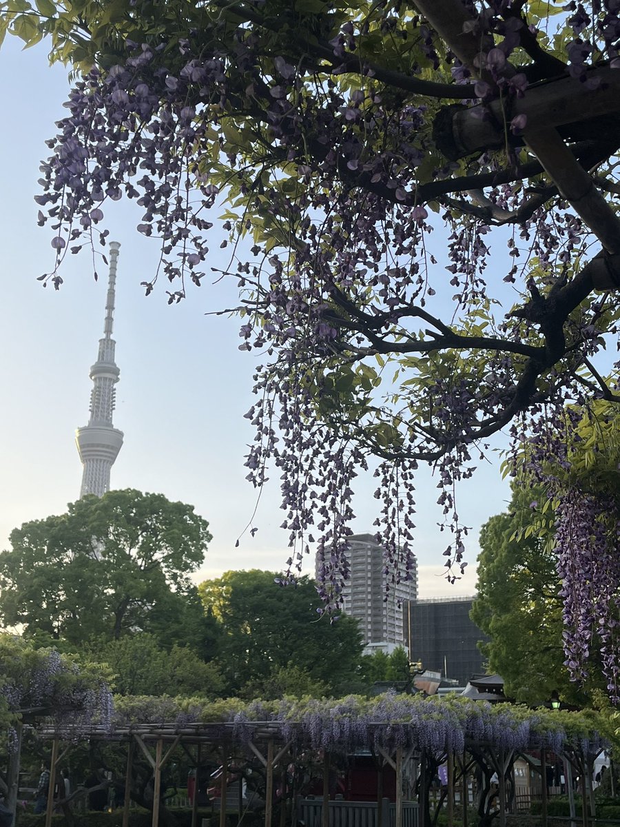 KAORI_7_17's tweet photo. 藤の花を見に行ってきました！

間近で見れる藤の花はとても綺麗で、一面いい香りに包まれていました✨

夜のライトアップも綺麗なんだろうな
また来年も来たいなぁ♡

#亀戸天神 #藤 https://t.co/PkEoSwBUDx