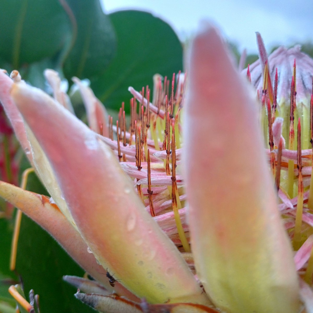 cyanblueseas's tweet image. 🌧🌦🌸🌧

#kingprotea #flowersofinstagram #rainydays #capeofstorms #wheretheskymeetstheland 

instagram.com/cyanblueseas/p…