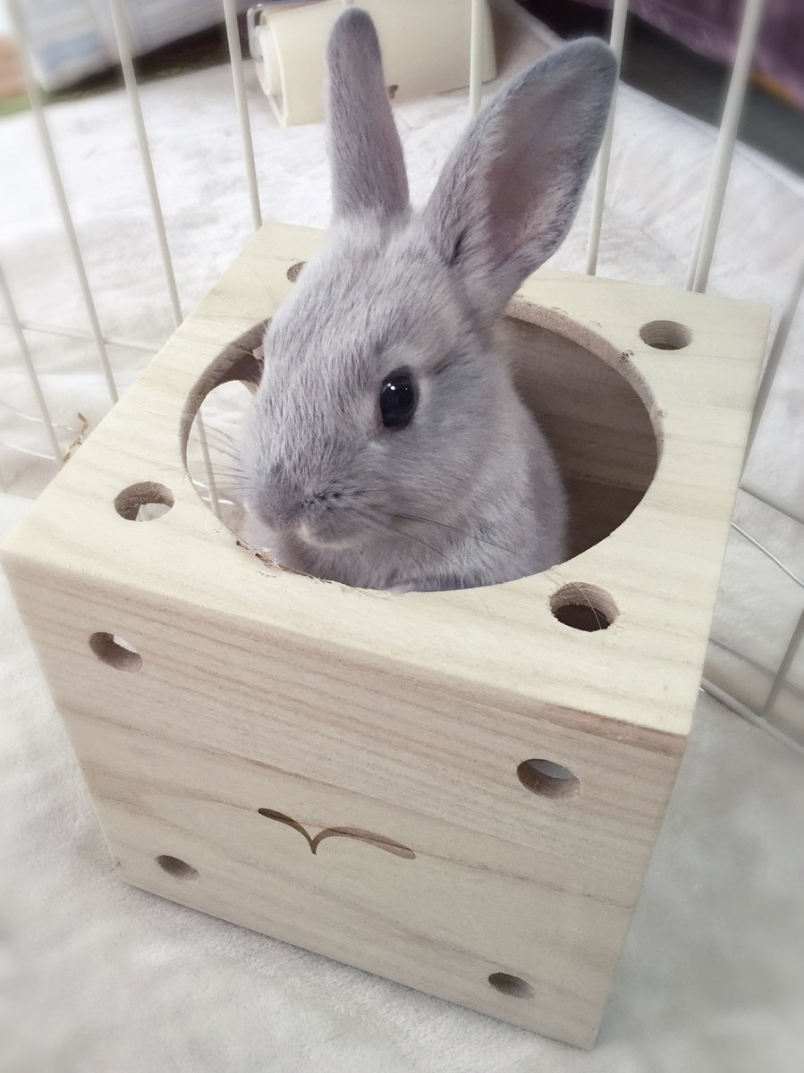 おちびだった頃のカイを見ながら描いたのでした🐰