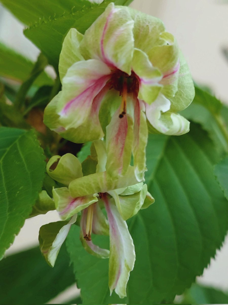 ゆさとみ tweet media